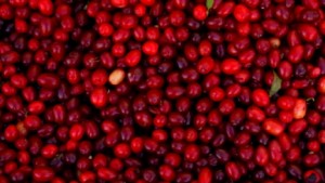 Benefits Of Red Berries On Breast Cancer Now In Doubt