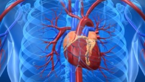 Nature’s Own ‘Sponge’ Provides Answer To Heart Failure