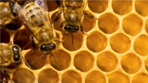 bees