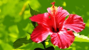 hibiscus