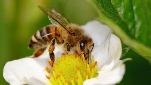 honeybee