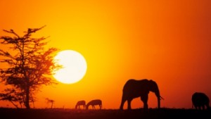Wild Animals Vital to African Wellness