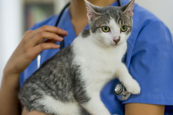 A veterinarian holds a cat.