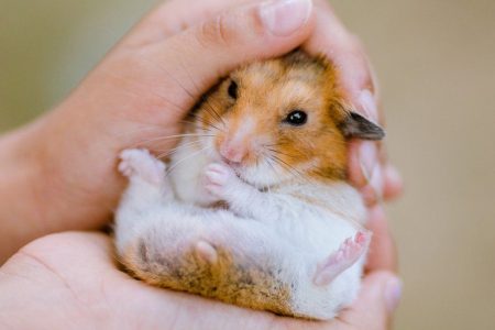Hong Kong to cull 2,000 hamsters and small mammals over Covid case