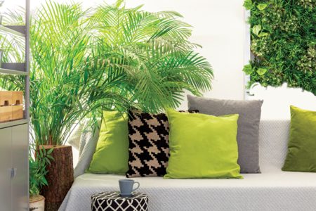 Ways To Care For Indoor Palms