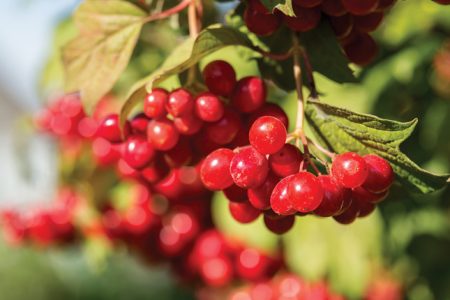 Native Americans & Cranberries