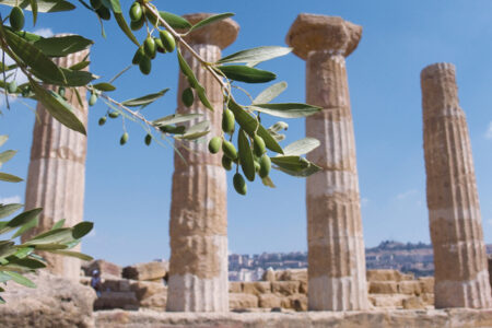 Olive Exports In Ancient Greece