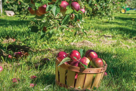 Ancient Strains Of Nutritious Plants